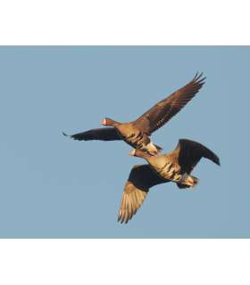 Appeau Oie Rieuse "Shaved Reed" PRIMOS 2