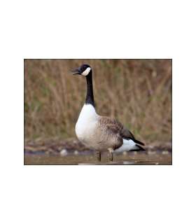 Appeau Bernache "Honky Tonk" PRIMOS 2