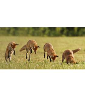 Appeau Predateur "Double Cottontail" PRIMOS 2