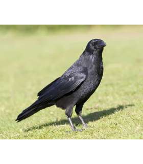 Appeau Corbeau | Primos 2