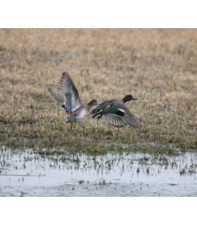 Appeau Sarcelle "Bluewing Teal Duck" PRIMOS 2